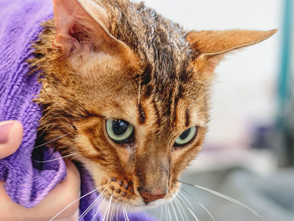 Ветеринари розповіли, як правильно купати кішку, щоб тварина не злякалася. Потрібно знати кожному власнику.
