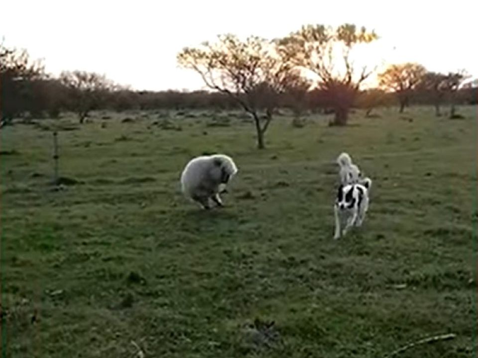 Ця овечка думає, що вона собака: відео піднімає настрій на всі 200%. Завжди хочеться бути на одній хвилі із друзями!