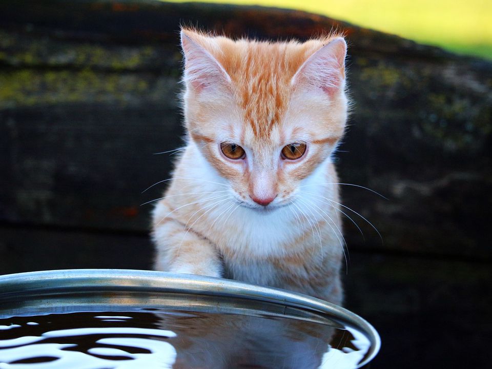 Ветеринари розповіли, чому деякі коти не п'ють воду взагалі. Одна з найчастіших проблем, з якими стикаються власники вихованців.