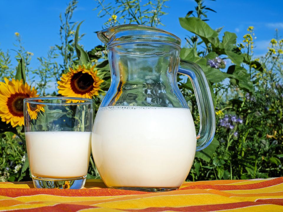 Головні міфи про молоко, в які настав час перестати вірити, адже вони здатні нашкодити. Чи багато в молоці вітамінів, чи є користь від парного і скільки потрібно випити напою, щоб отримати денну норму.