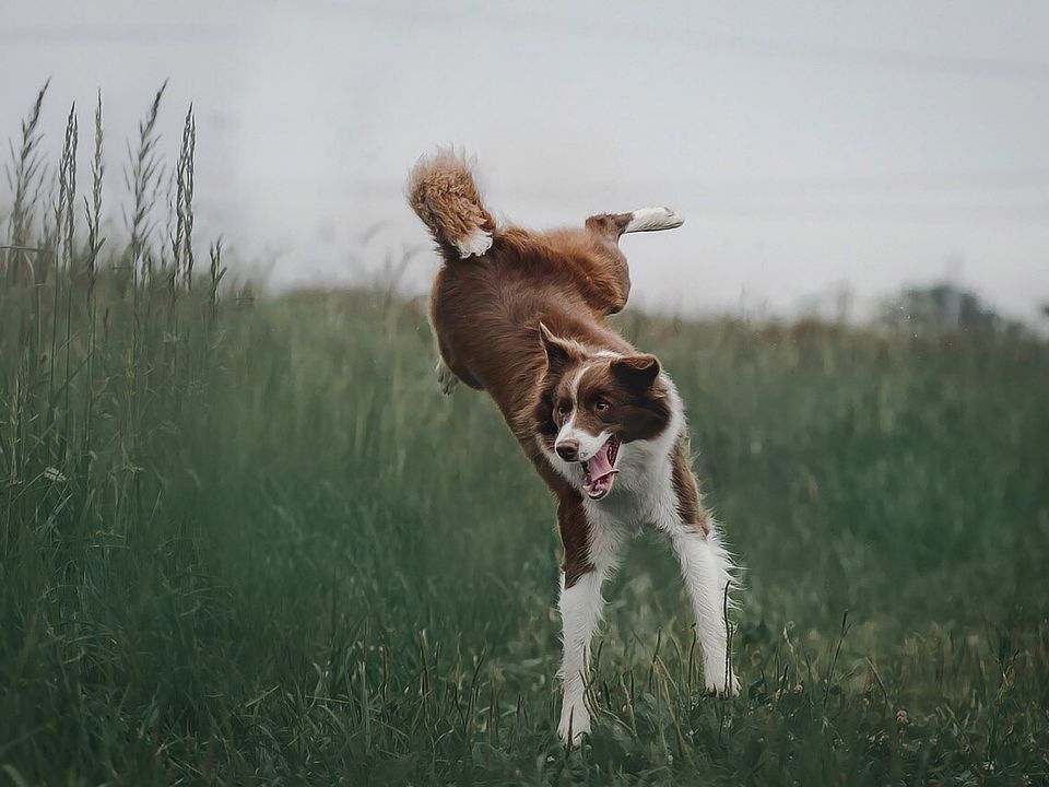 Кінологи розповіли, що робити, якщо ваш собака надмірно активний. Як займатися з таким вихованцем.