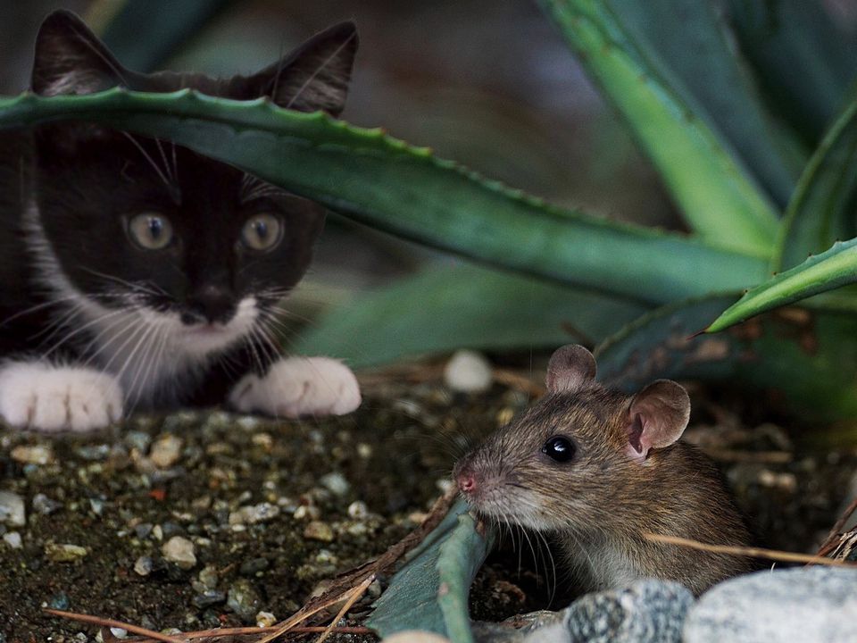 До чого кішка приносить в будинок мишу: тлумачення прикмети. Чого чекати господарям тварини від такого мисливського трофея.