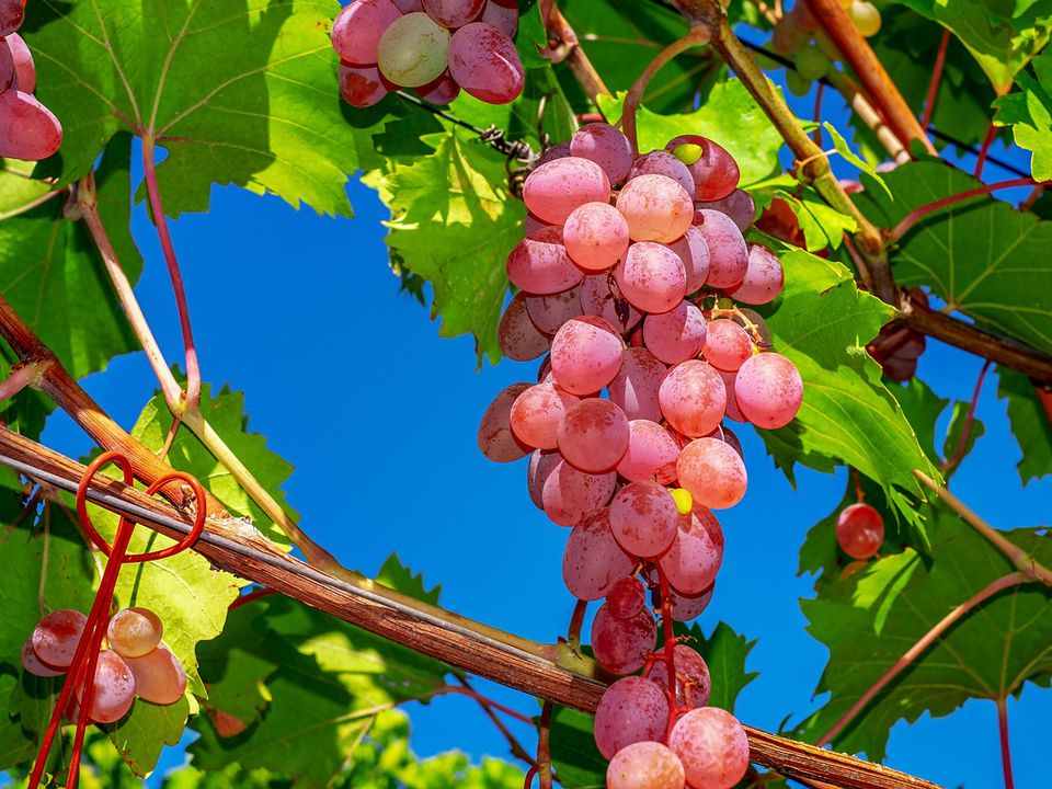 Лікарі розповіли, кому рекомендовано їсти виноград разом із кісточками. Яка користь виноградних кісточок.