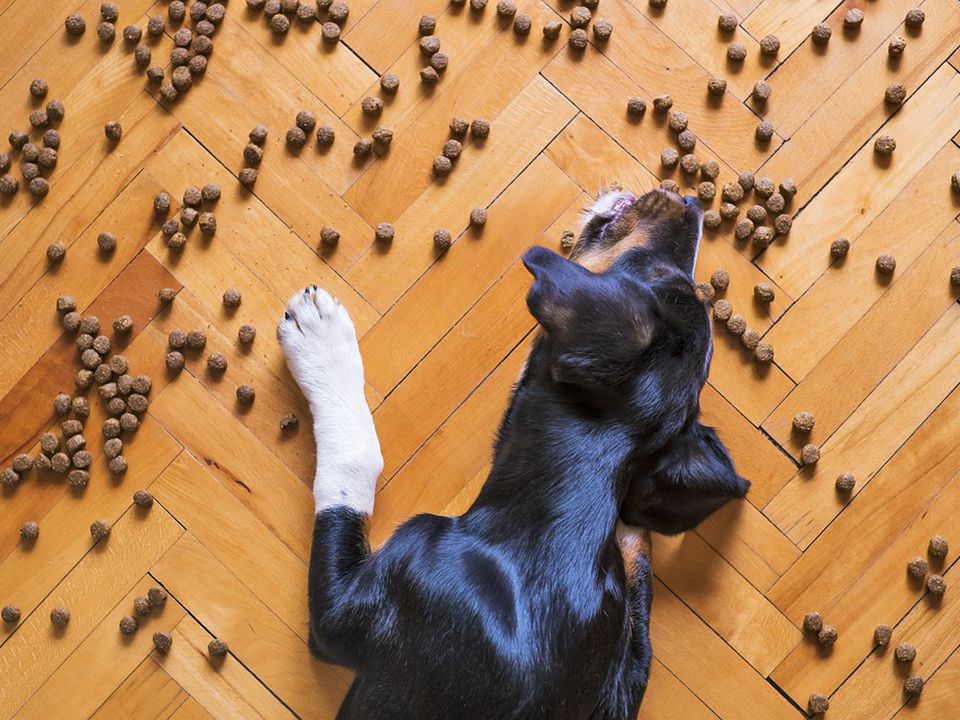 Як привчити собаку до сухого корму, поради ветеринарів. Адаптація до нового типу харчування може бути викликом як для собак, так і для їхніх власників.