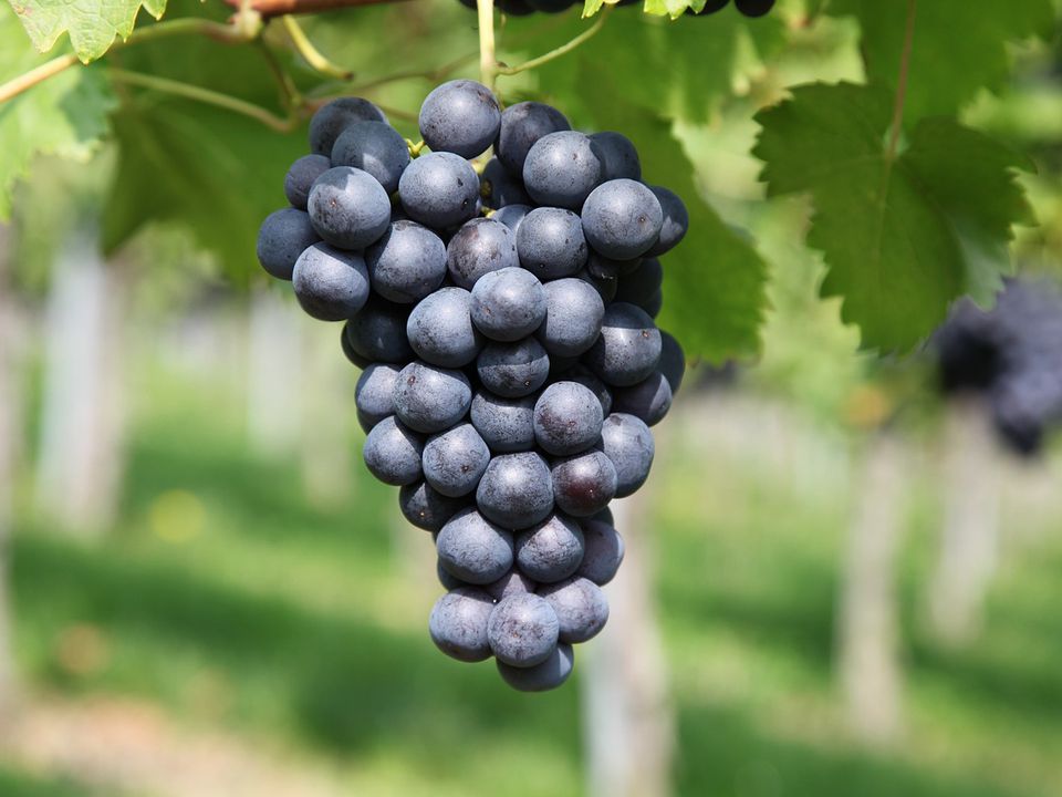 Підживіть виноград цим дешевим добривом — ягоди будуть великі та солодкі. З таким методом догляду впораються навіть дачники-початківці.