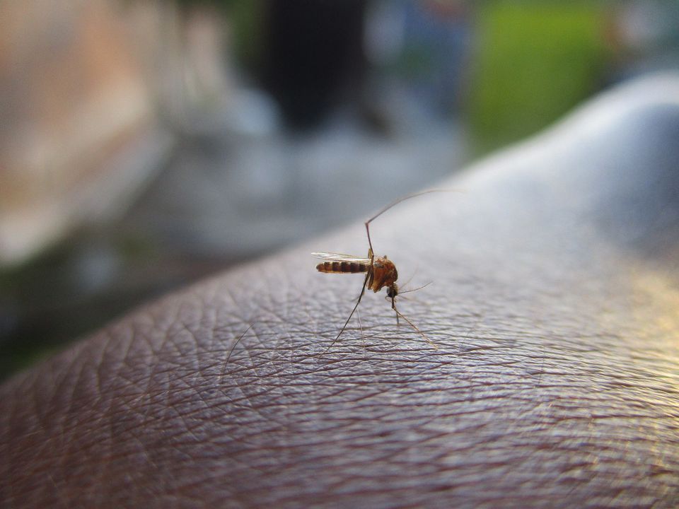 Вчені спростували міф що комарі кусають лише певних людей. Чия кров більше подобається комарям.