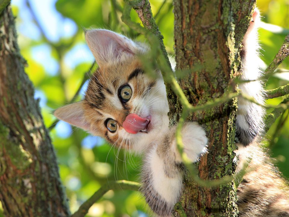Чому кішки часто «застрягають» на дереві та як їм допомогти. Чому котам спуститися набагато складніше, ніж піднятися.
