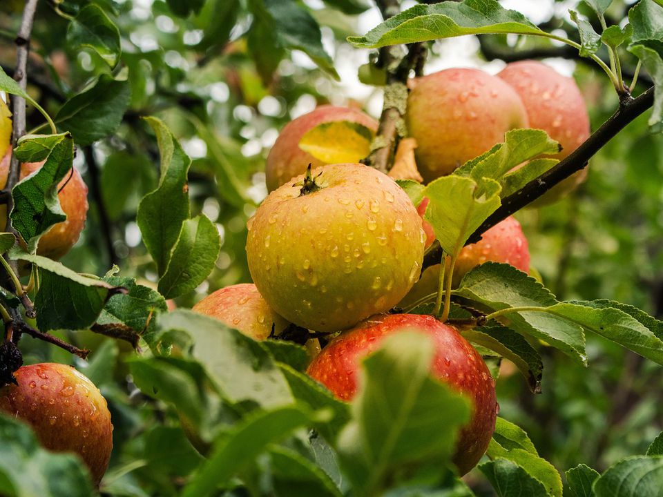 Соковиті та великі плоди: ефективний розчин для підживлення яблуні на початку червня. Урожай буде соковитим і рясним.