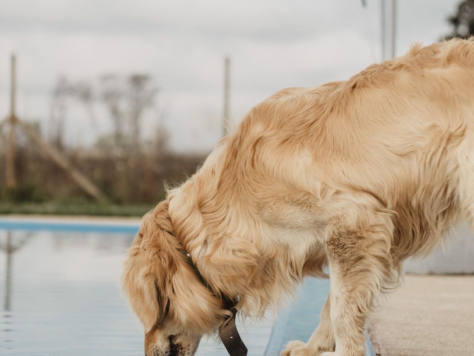 Яку воду потрібно давати собаці для пиття. Експерти розповіли, яку воду не можна давати вихованцю.