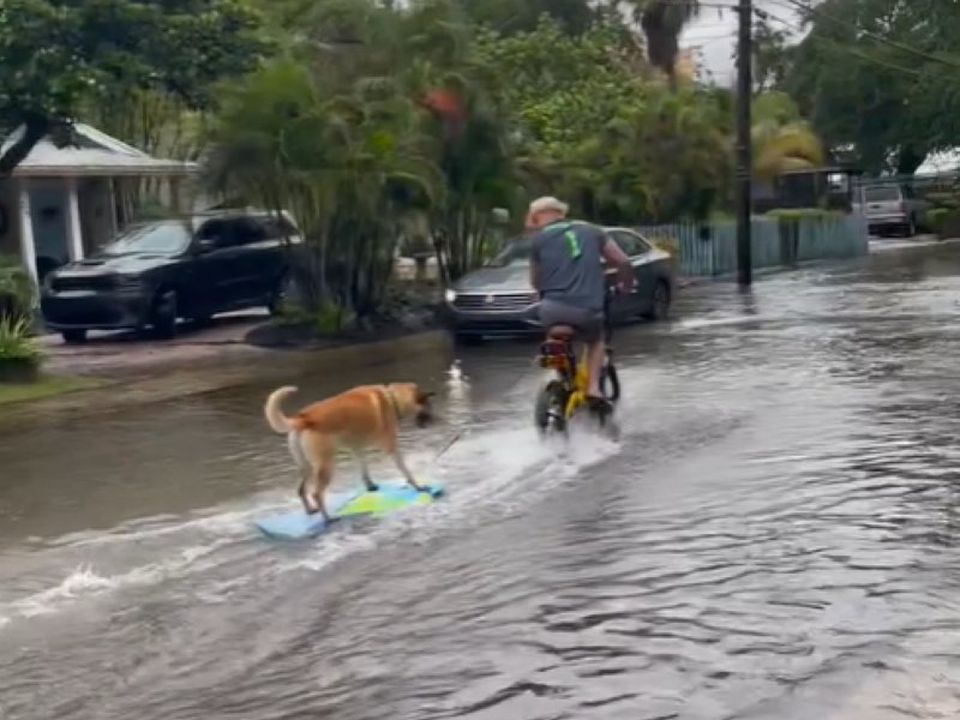 Чоловік на велосипеді, а собака на дошці прокотилися затопленими вулицями міста. Хто ж тут талановитіший: пес на дошці чи чоловік, який це придумав?
