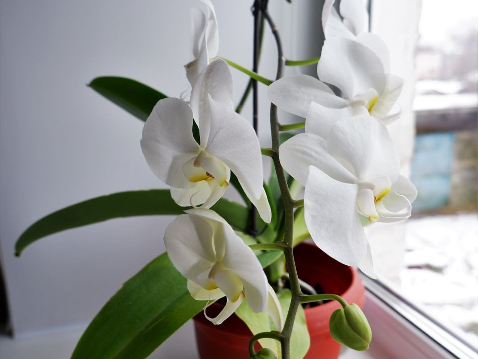 Секретний спосіб змусити орхідею випустити квіткову стрілку за тиждень. І не повірите — він працює.