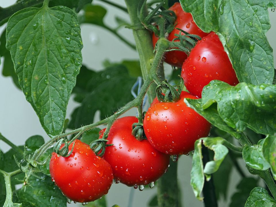 Фітофтора більше не пошкодить помідори: замість обприскування зробіть ось що. Цей незвичайний спосіб працює.