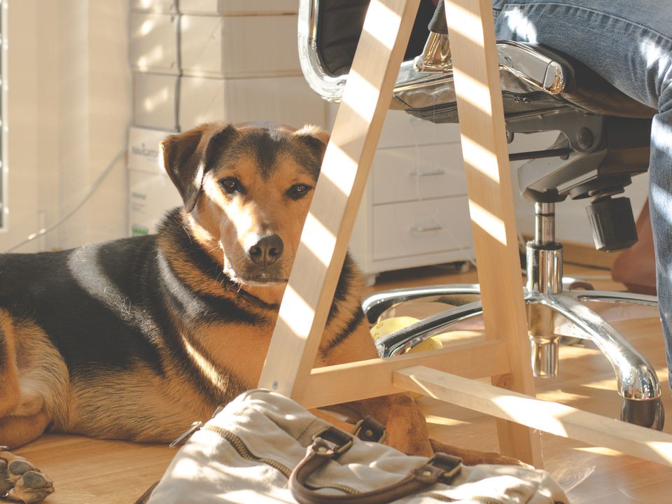 Як відучити собаку гризти меблі раз і назавжди: простий засіб. Купувати якісь дорогі засоби вам не доведеться.