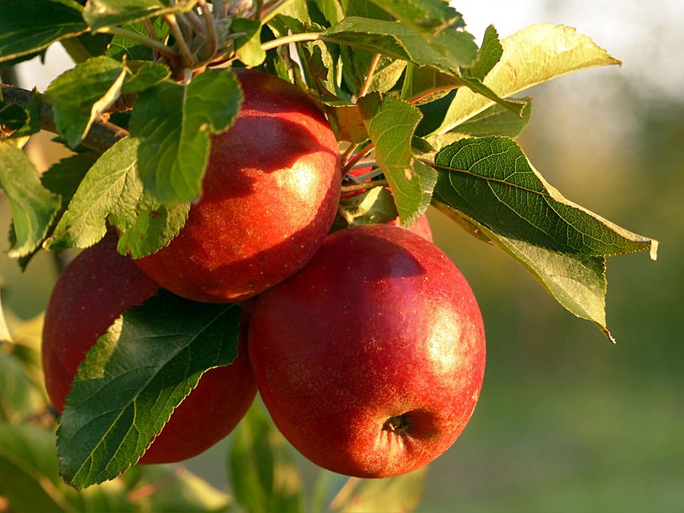 Якщо хочете збирати великі та солодкі яблука, додайте одну рослину до свого саду. Найкраща рослина-компаньйон для яблуні.