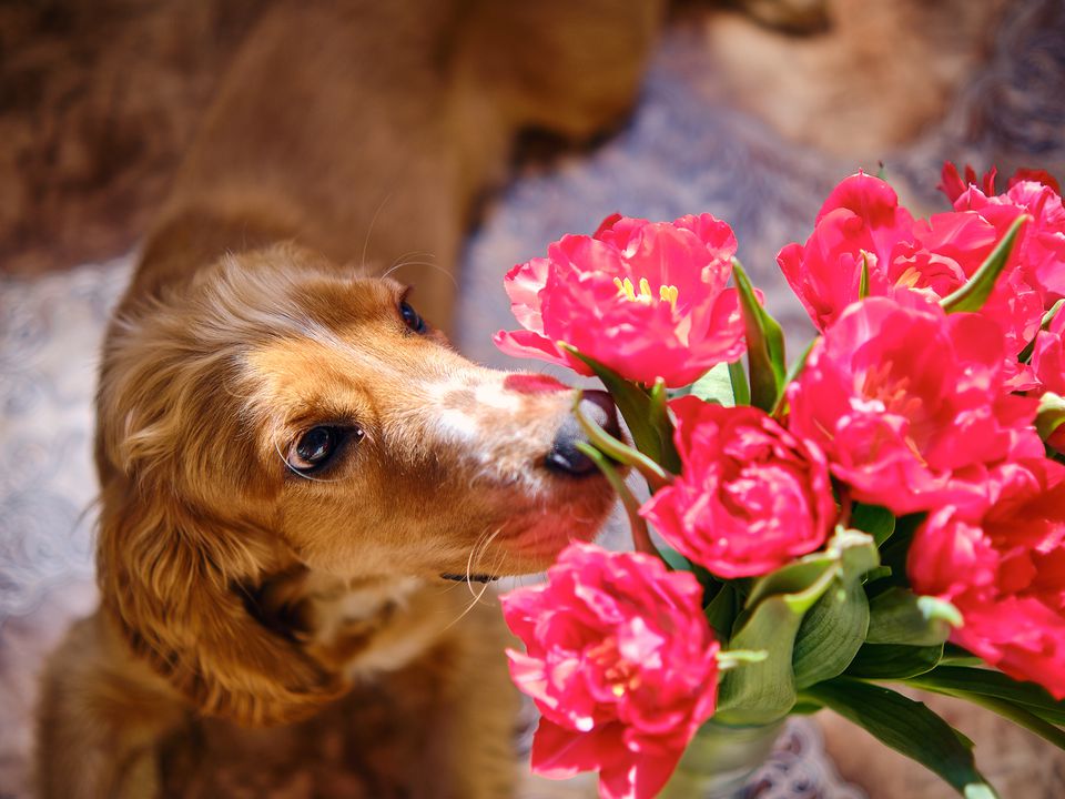 Кінологи розповіли, які квіти смертельно небезпечні для собак. Як зберегти здоров'я вихованцю.