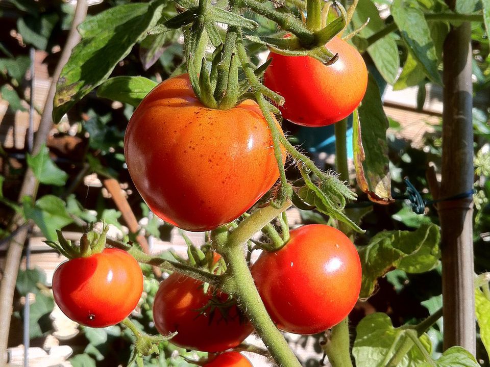 Догляд за томатами в червні: п'ять порад для гарного врожаю. Поради від досвідчених городників.