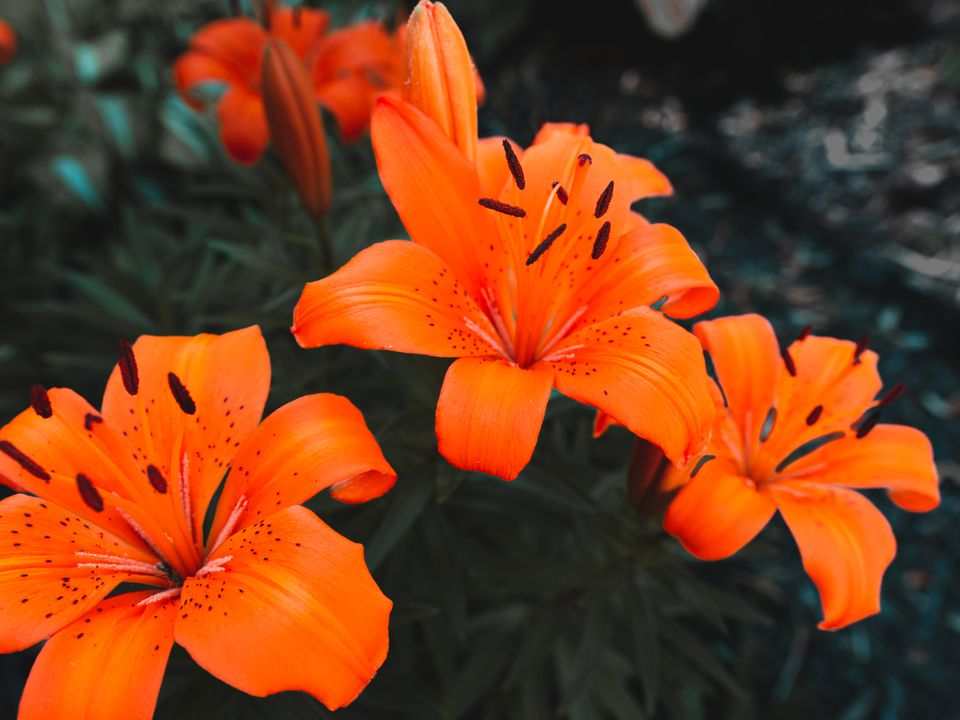 Як досягти пишного цвітіння лілій — 3 правила, про які забувають недосвідчені дачники. Дотримуйтесь цих простих порад та насолоджуйтесь пишним цвітінням цих гарних квітів.