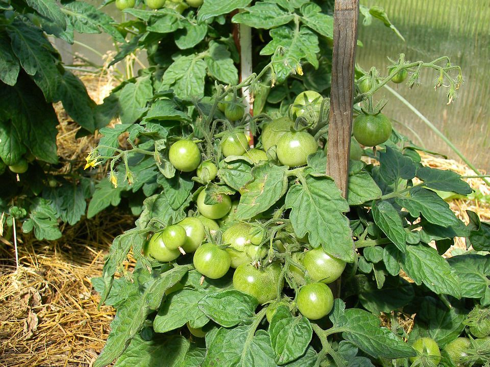 Що потрібно зробити з помідорами в теплиці, щоб отримати більше урожаю. Дачникам на замітку.