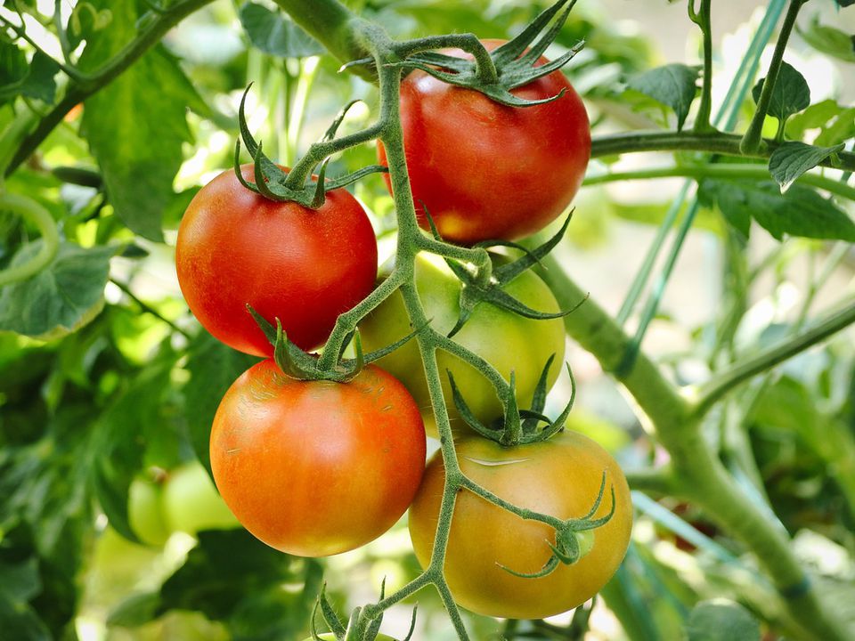 Це елітне добриво для помідорів коштує копійки, але результат вражає. Як приготувати підживлення для томатів із простого «Геркулеса».
