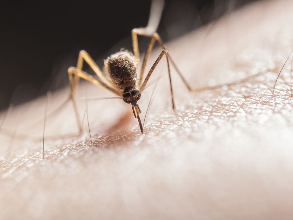 Народні засоби, які швидко знімуть свербіж від комариного укусу. Краще аптечних мазей та кремів.