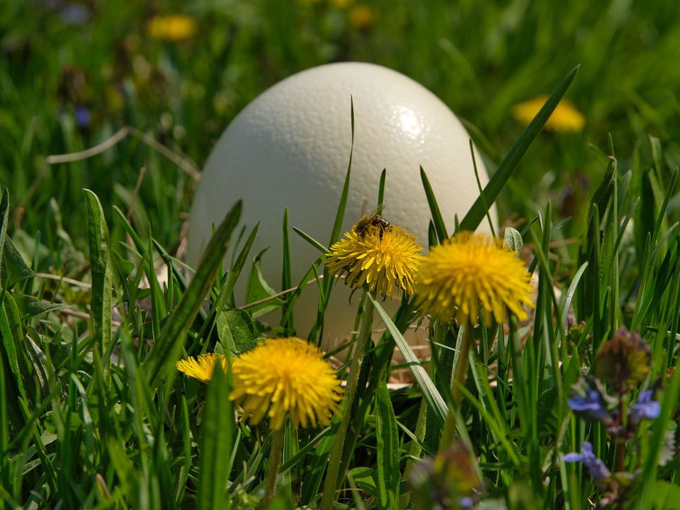 Появі яєць свійської птиці в сусідському городі знайшли пояснення. Це здивує навіть досвідчених дачників.