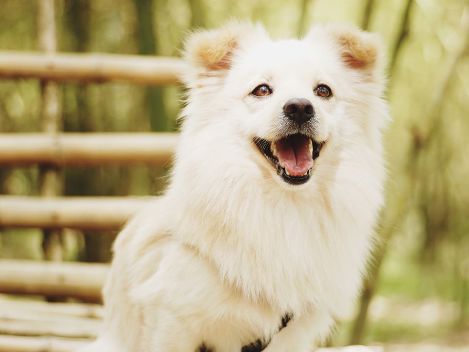 Досвідчені кінологи пояснили ризики стрижки собак у спекотну погоду. Песикам у спеку потрібна увага.