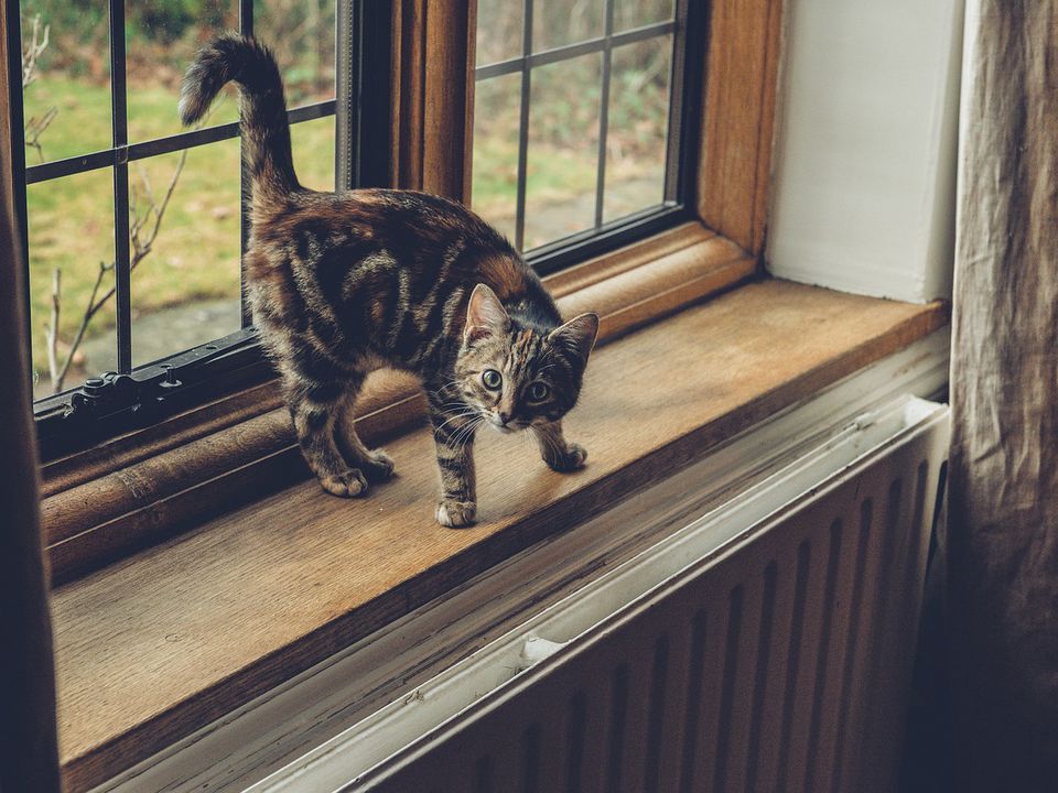 Досвідчені господині порадили простий засіб, який усуне котячий запах у квартирі. Не потрібно купувати спеціальних хімікатів.