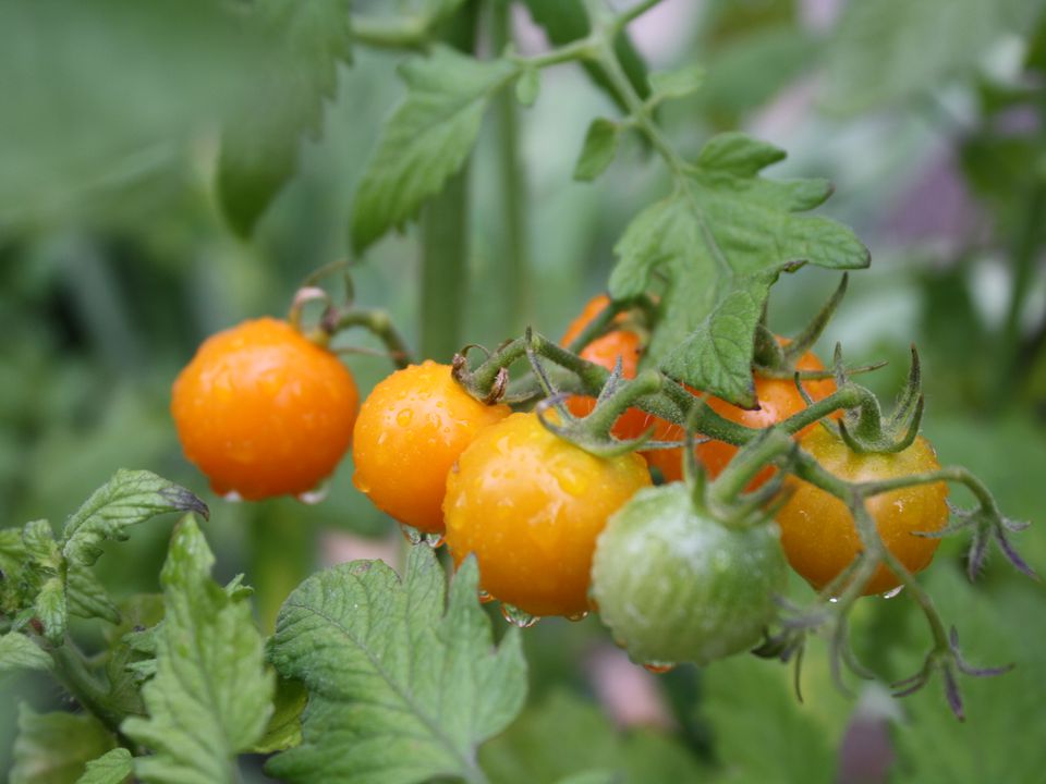 Скручується листя на помідорах: чому так відбувається і як вирішити проблему. Садівники поділилися рекомендаціями.