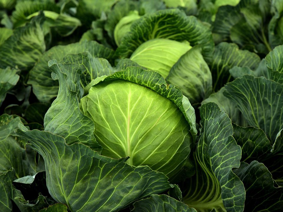 Експерти розкрили три секрети вирощування великої, соковитої та хрумкої капусти. Важливі нюанси догляду за капустою.