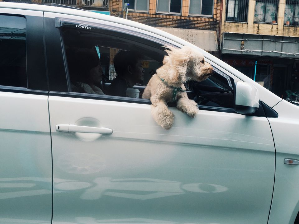 Чому собакам не можна дозволяти висуватись з вікна машини. Перевезення тварин у транспорті підпорядковується низці вимог.