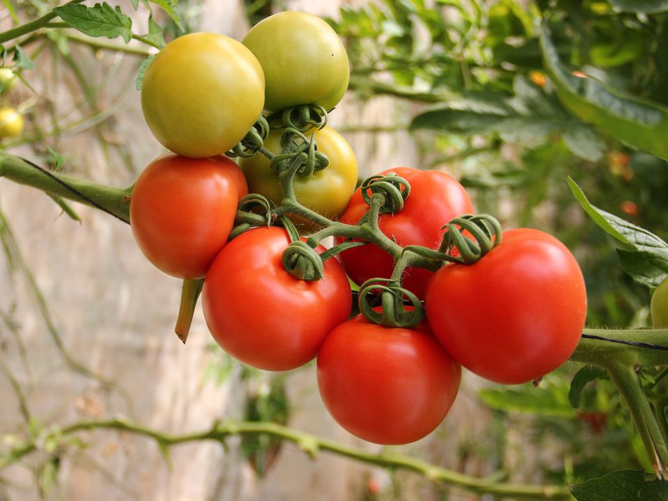 Проста підгодівля, яка збільшить зав'язі на томатах у 5 разів. Зав'язі наростають і не опадають.