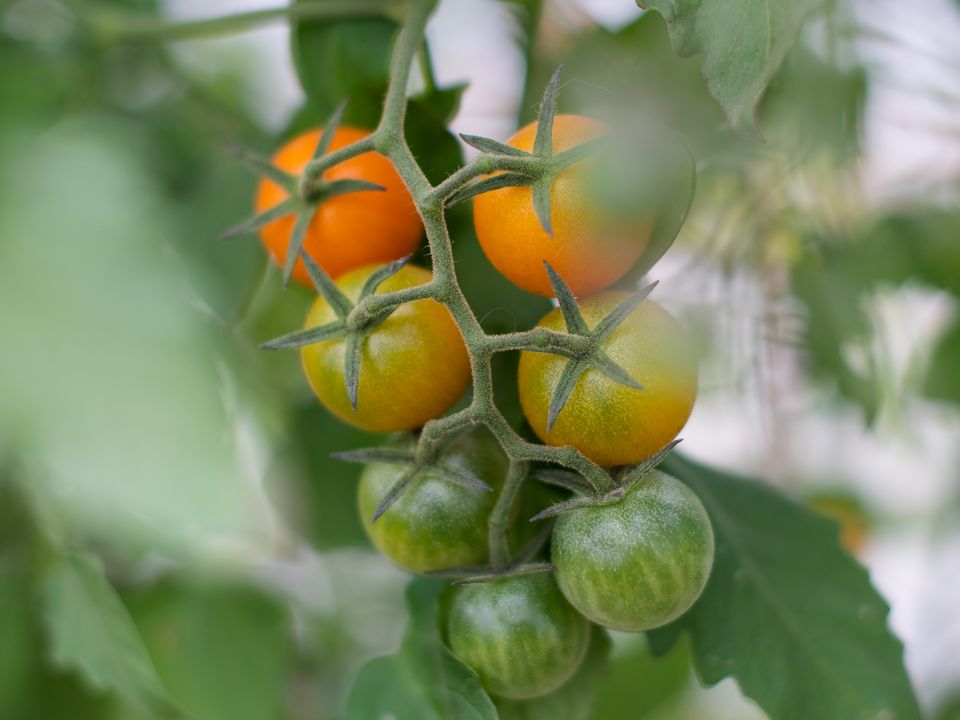 Посадіть ці рослини в теплицю до помідорів: томати стануть смачніші і шкідників не буде. Плоди стануть гострими та соковитими.
