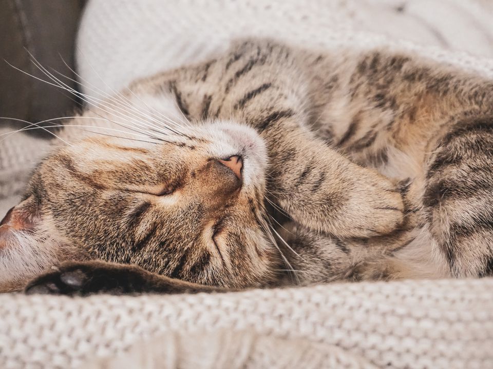 Ви точно цього не знали: чи можуть коти бачити сни. Що насправді сниться вашій кішці.