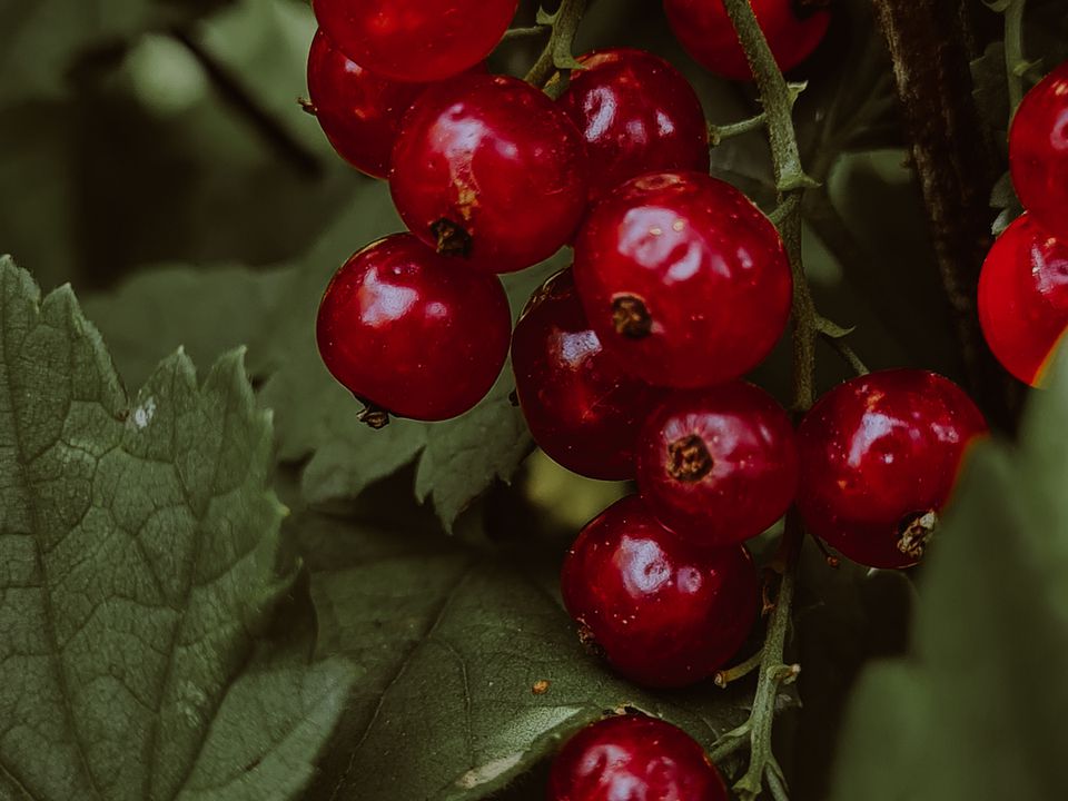 Як слід поливати червону смородину: помилка, через яку ягоди виростають дрібними. Дачникам на замітку.