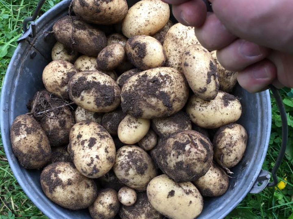 Як почистити відро молодої картоплі за 5 секунд: екстремально швидкий спосіб. Цей метод розвеселив TikTok.