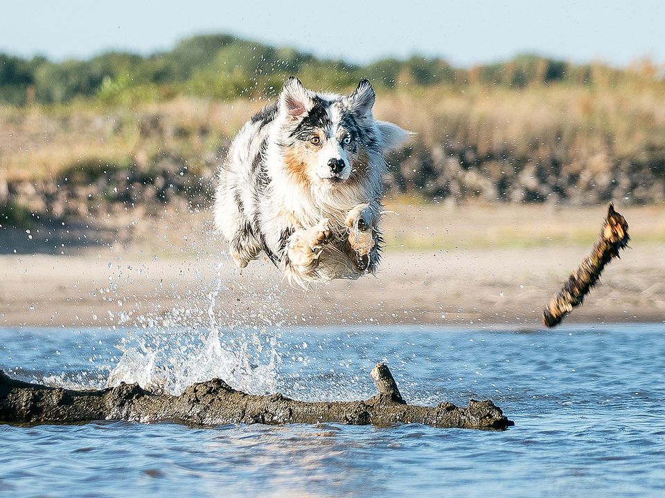 Чи можна брати собаку на пляж: кожен господар має це знати. Багато песиків люблять воду, але потрібна обережність.