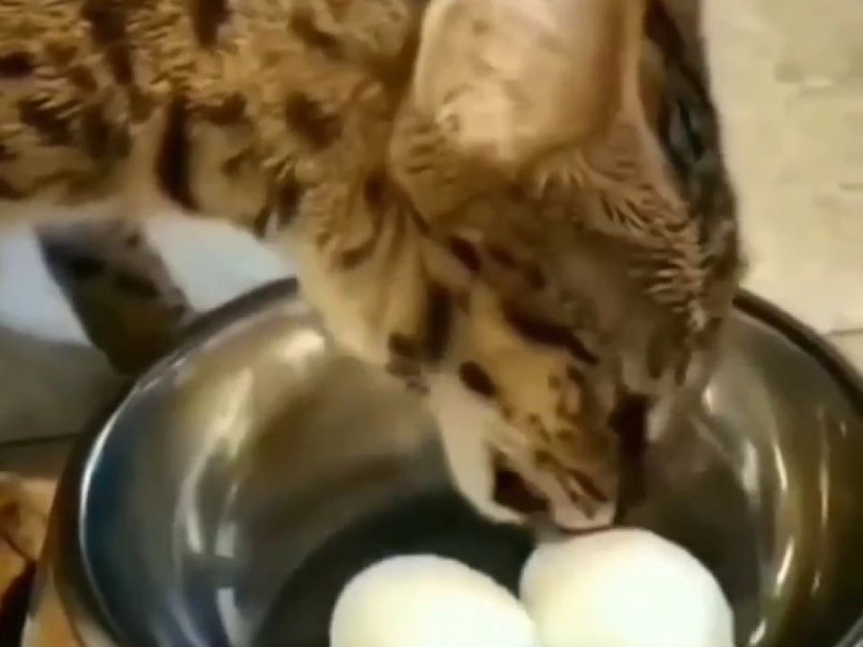 Спроба котика пообідати вареними яйцями, розсмішила Мережу. Відео підніме настрій кожному.