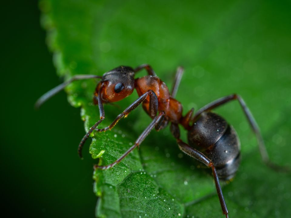 Хитрий спосіб позбутися мурах у літній кухні. Комахи зникнуть у мить.
