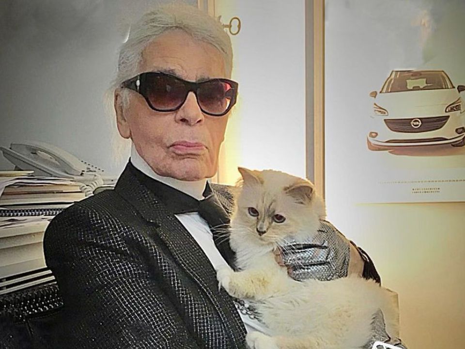 Як живе спадкоємиця Лагерфельда — найбагатша кішка у світі. Знаменитий модельєр помер у 2019 році і залишив частину свого статку улюбленій кішці на прізвисько Шупетт.