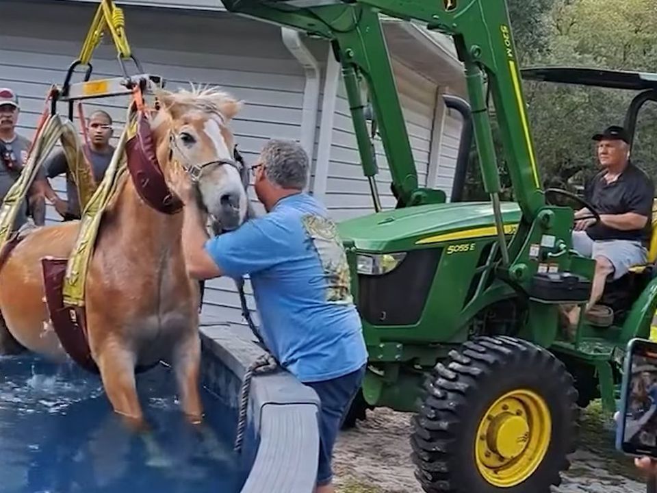 Пожежники прийшли на допомогу коню, який, злякавшись іншого скакуна, стрибнув у басейн. Тварина не постраждала і була повернута власнику.