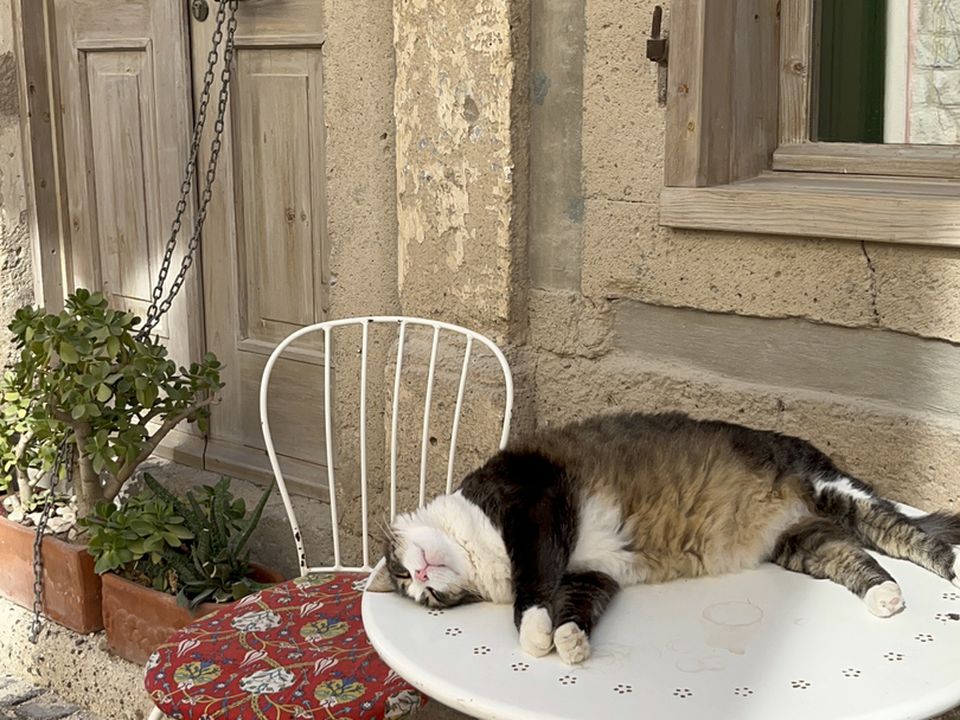 Експерти розповіли, як скласти літній раціон харчування для кішки. Літнє меню для пухнастиків.