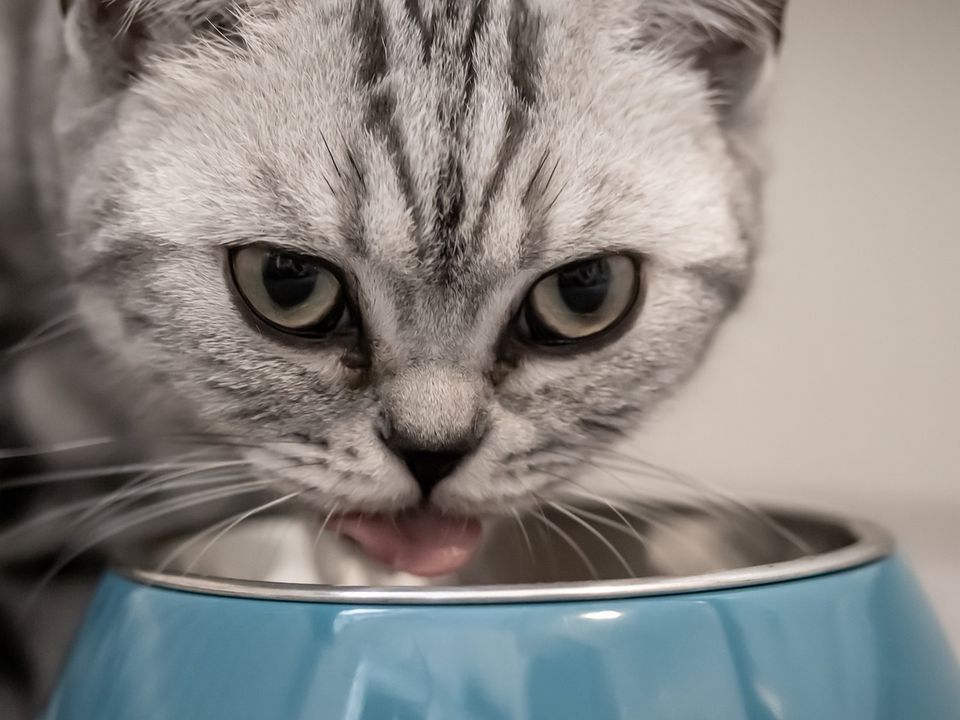 Викиньте і купіть іншу: з такої миски годувати котів не можна — порада ветеринарів. Відповідна ємність для їжі полегшить вихованцеві життя.