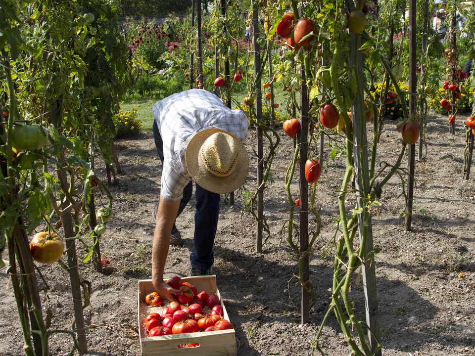 Томати будете роздавати сусідам: підживіть в липні помідори цим добривом. Плоди дозріють великі та здорові.