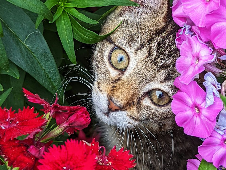 Захист горщиків із квітами від кішок: простий, але ефективний домашній спосіб. Вам знадобляться лише 2 речі, і обидві вони, швидше за все, є у вас під рукою.
