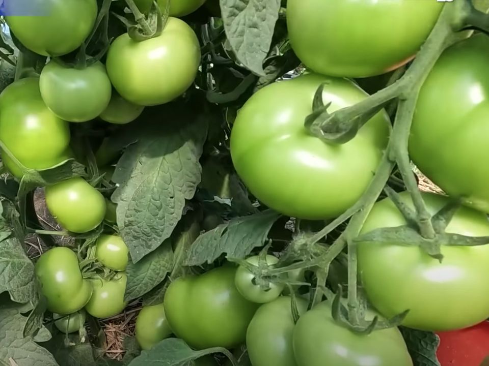 Внесіть під томати калійне підживлення — кущі будуть усипані великими плодами. Щоб плоди налилися, їм потрібно дати калійне підживлення.
