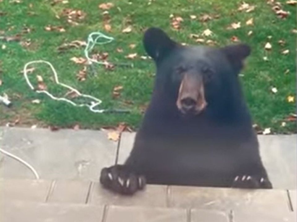 Чорний ведмідь перервав тренування жінки та потрапив на відео. На щастя клишоногий був у гарному настрої.