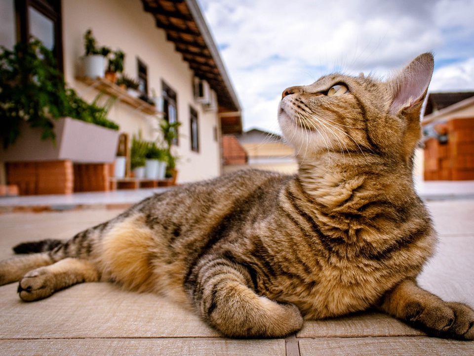 Чому котам так подобається їсти драцену — чого не вистачає вихованцю. Основні причини тяги пухнастиків до даної рослини.