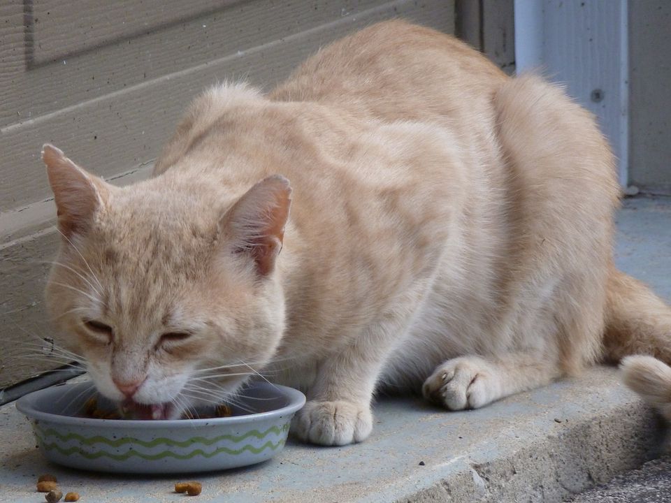 Якими продуктами не варто годувати домашніх котів, щоб не нашкодити їхньому здоров'ю. Їжа, яка "вбиває" вашого вихованця.