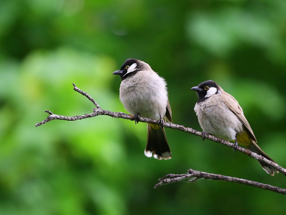 Вчені здивували новими дослідженнями: птахи теж розлучаються і не прощають зрад. Дивовижні факти про пташине кохання.