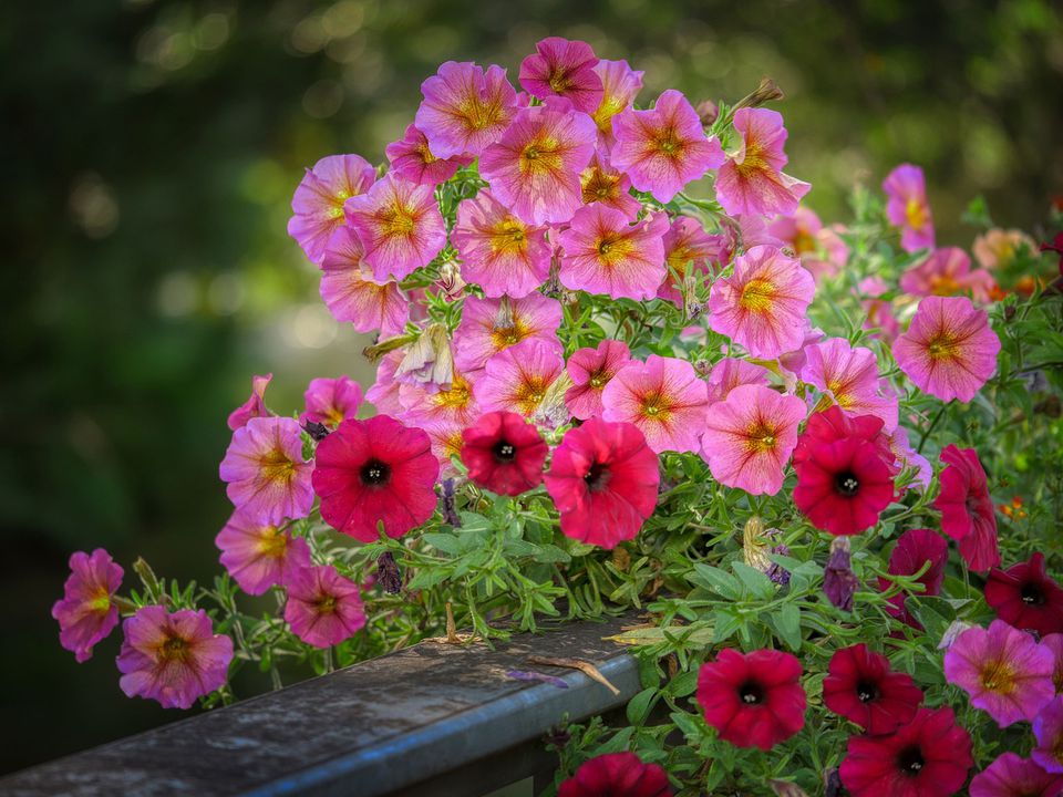 Петунії радуватимуть вас своїм цвітінням до осені: пригостіть квіти цим продуктом. Чим підживити рослини для пишного і довгого цвітіння.